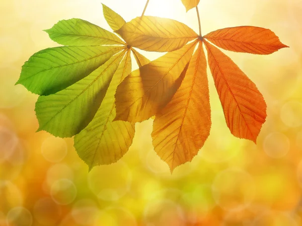 Autumn leaves of chestnut tree — Stock Photo, Image