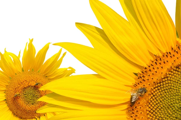 La abeja de miel en los girasoles —  Fotos de Stock