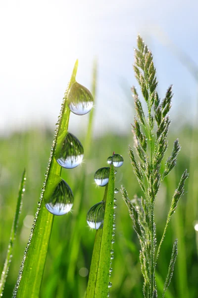 Verse groene gras met water druppels close-up — Stockfoto