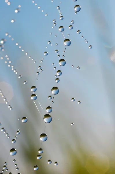 Teia de aranha com gotas de orvalho — Fotografia de Stock