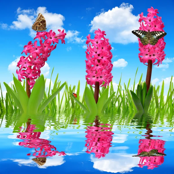 Hyacinth with dewy grass and butterflies — Stock Photo, Image