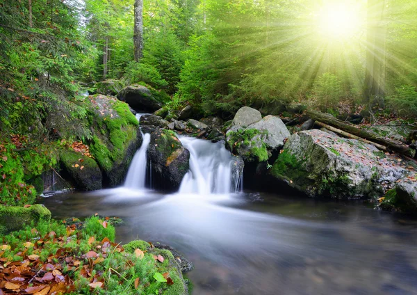 Creek in het nationaal park sumava — Stockfoto