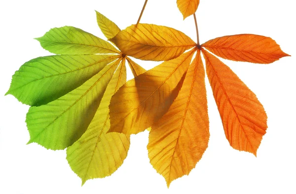 Το φθινόπωρο τα φύλλα των δέντρων κάστανων — Φωτογραφία Αρχείου
