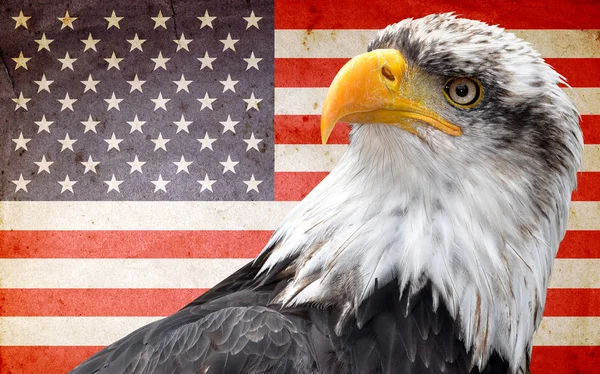 Águila calva norteamericana — Foto de Stock