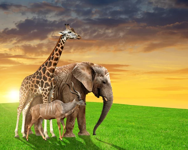 Girafe, éléphant et Kudu — Photo