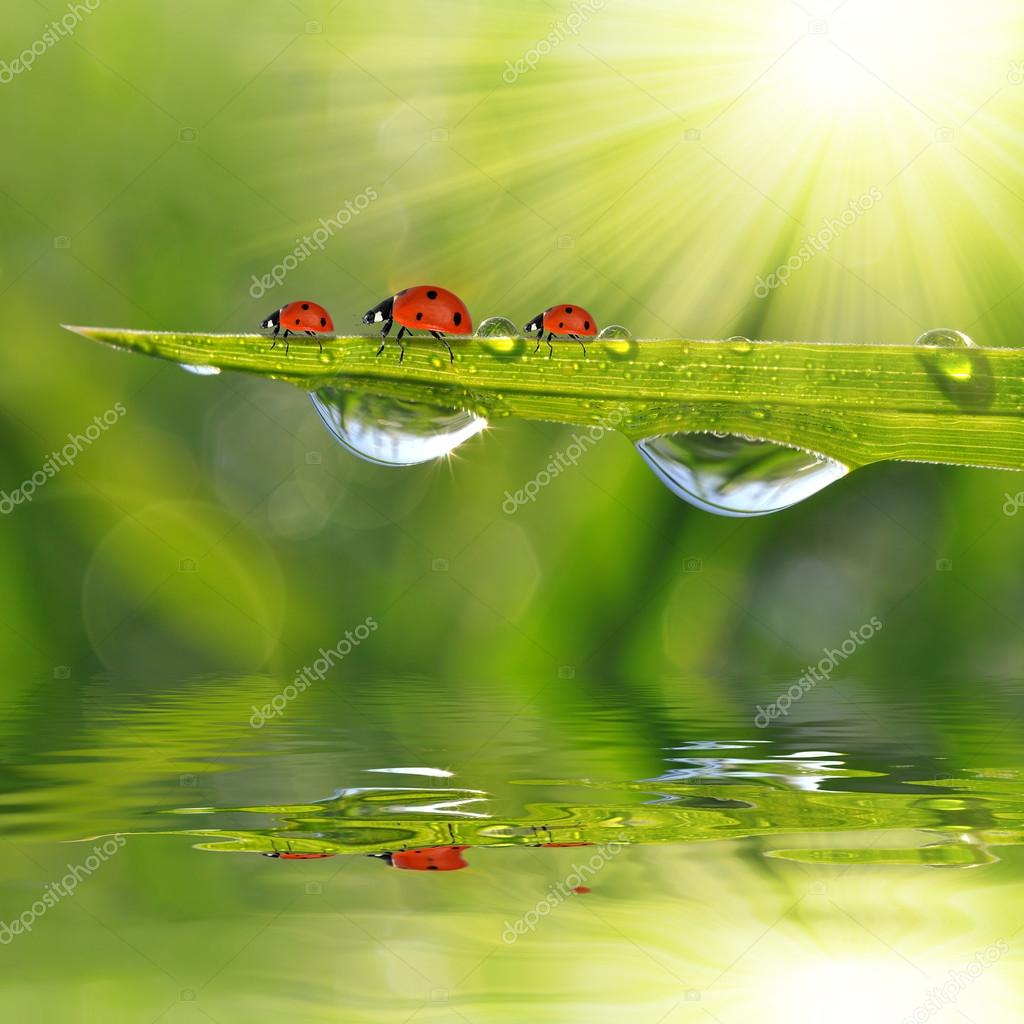 Fresh morning dew and ladybirds. Stock Photo by ©vencav 74665139