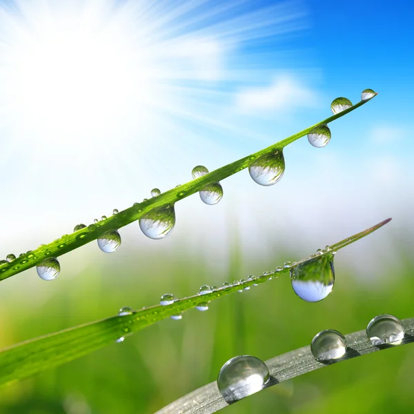 Verse groene gras met water druppels close-up — Stockfoto
