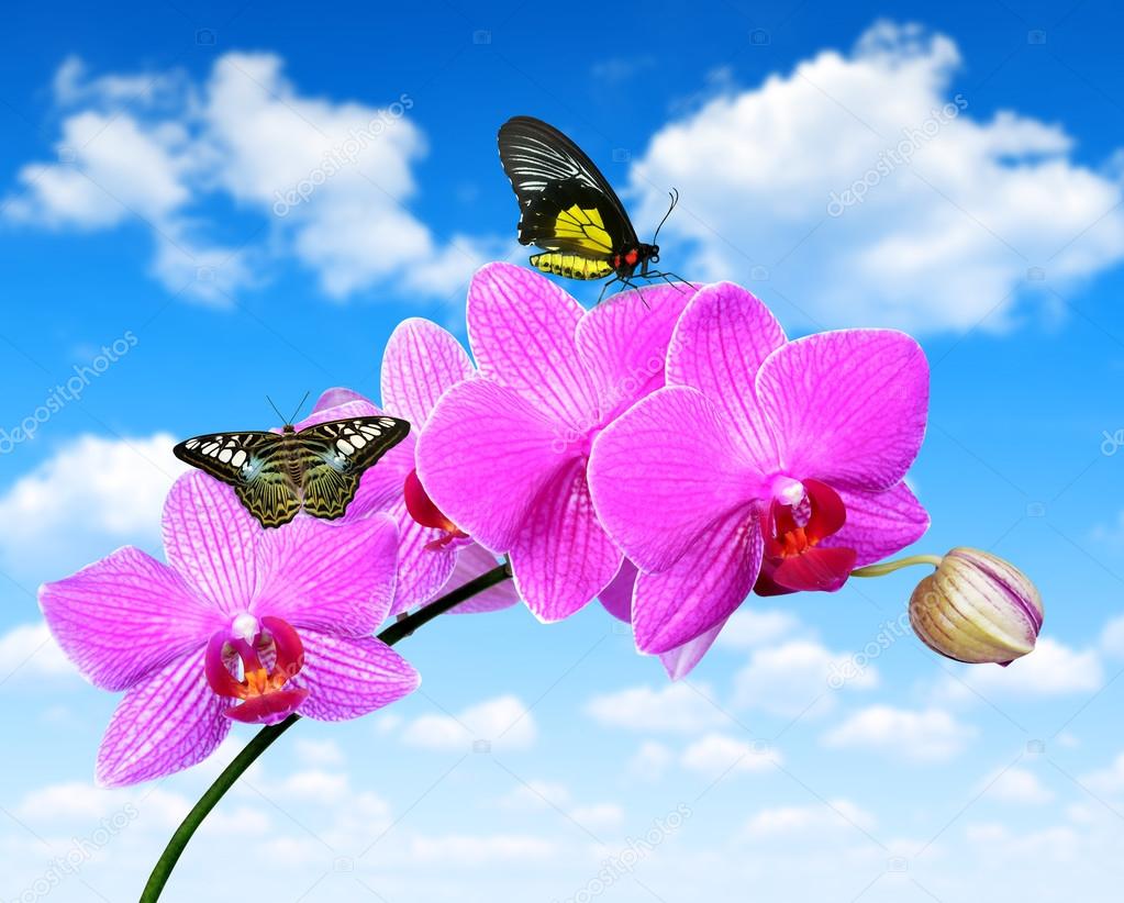 Orquídea roxa com borboletas fotos, imagens de © vencav #74928275