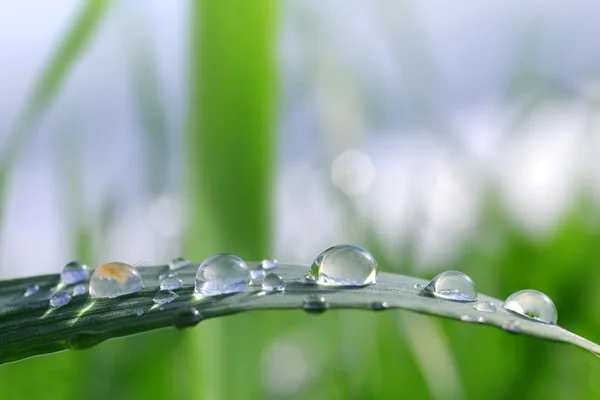 Verse groene gras met dauw druppels close-up — Stockfoto