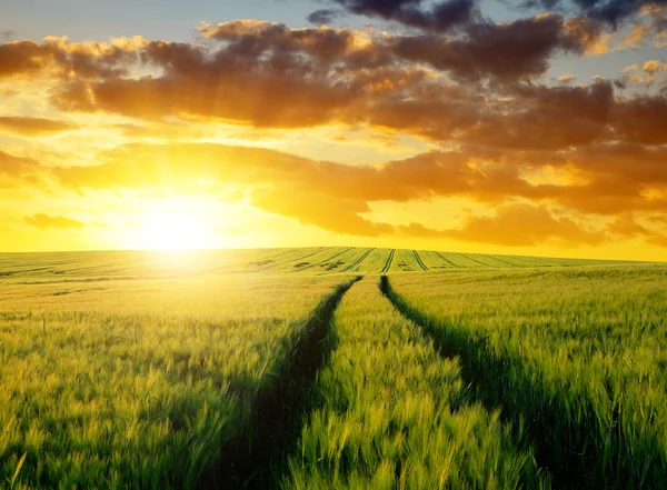 Campi di grano — Foto Stock