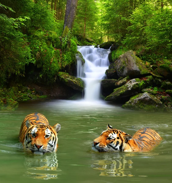 Siberian Tigers — Stock Photo, Image