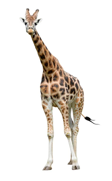 Giraffe — Stock Photo, Image