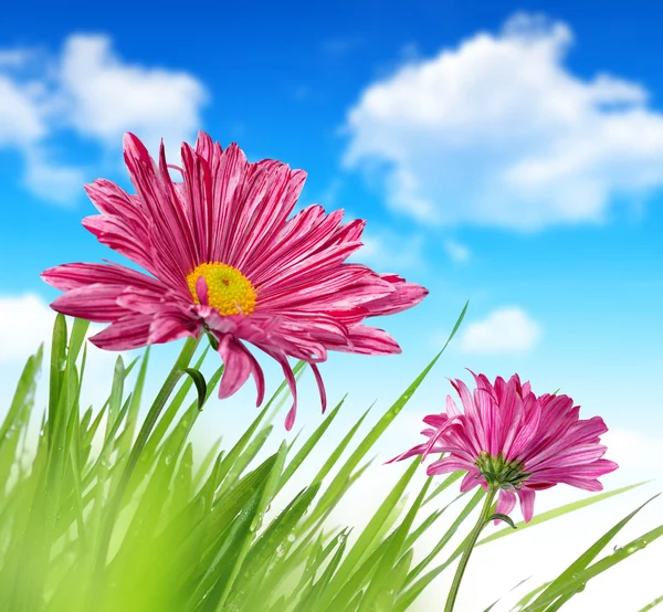 Lila Frühlingsblumen — Stockfoto