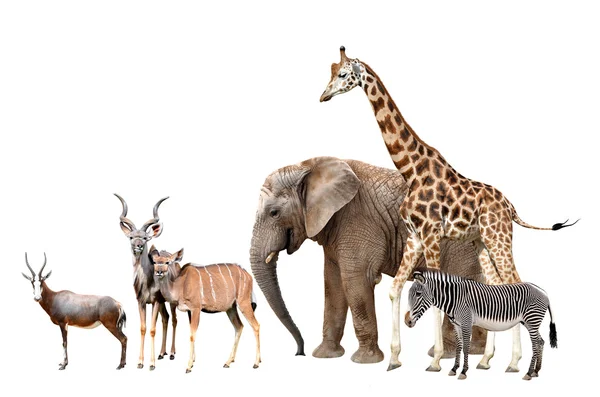 Giraffa, elefante, zebra, antilopi Blesbok e Kudu — Foto Stock