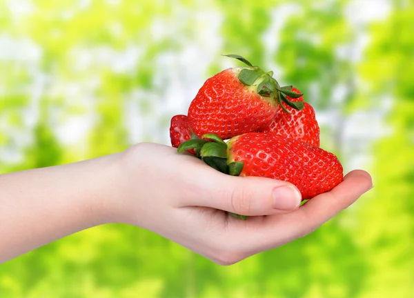 Strawberries in hand — Stock Photo, Image