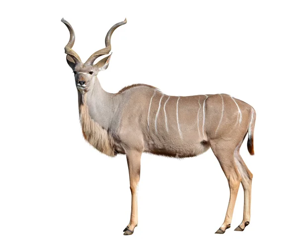 Nagy Kudu — Stock Fotó