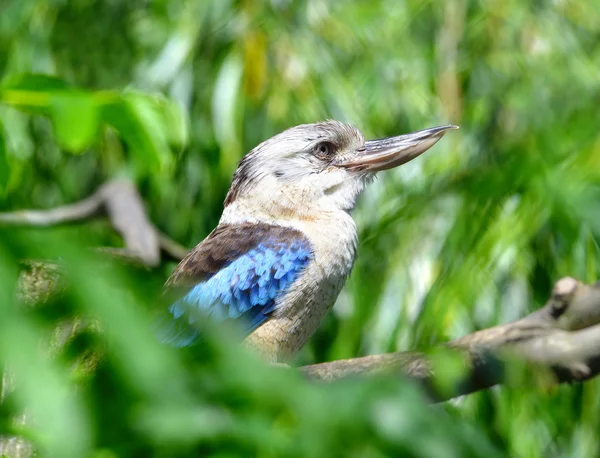 Μπλε-φτερωτό kookaburra — Φωτογραφία Αρχείου