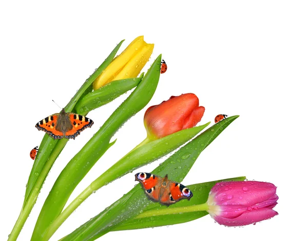 Dewy tulips with butterflies — Stock Photo, Image