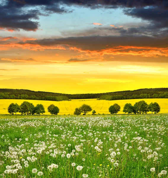 Campo de dentes-de-leão ao pôr-do-sol . — Fotografia de Stock