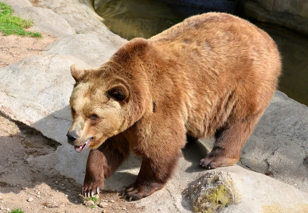 Braunbär — Stockfoto