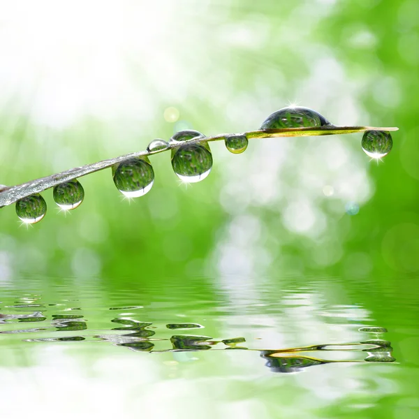 Iarbă verde proaspătă cu picături de apă se apropie . — Fotografie, imagine de stoc