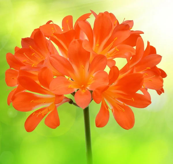 Orange Clivia miniata — Stock Photo, Image