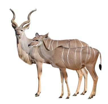 Büyük kudu