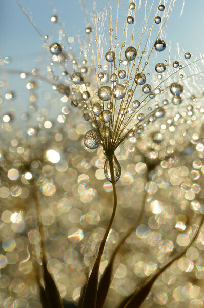 Dewy dandelion
