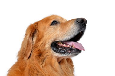 hovawart köpek