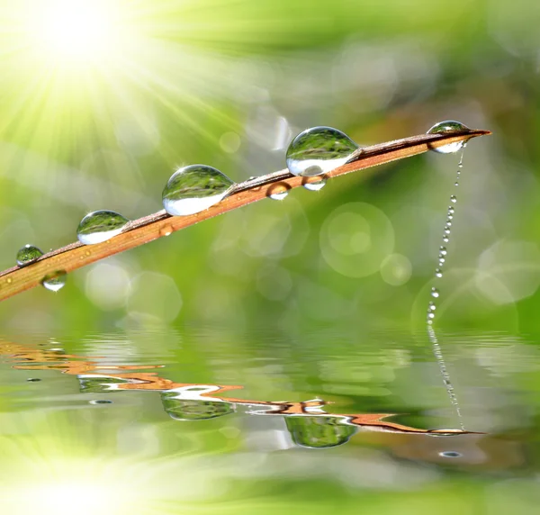 Hierba fresca con rocío caída de primer plano . — Foto de Stock