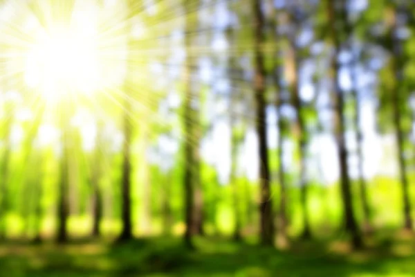 Green bokeh in the forest — Stock Photo, Image