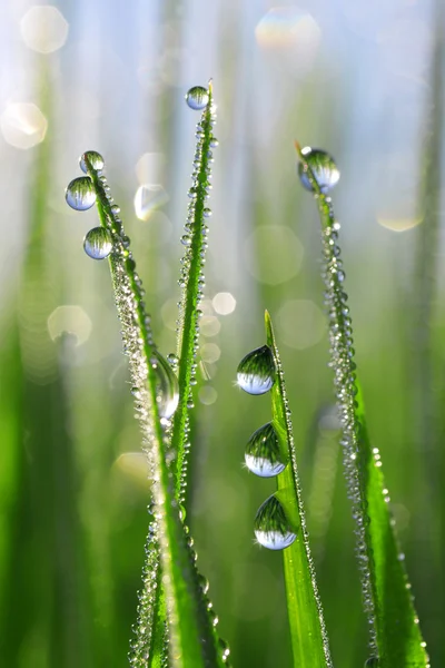 Verse groene gras met dauw druppels close-up. — Stockfoto