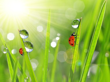 çiy damlaları ve ladybirds