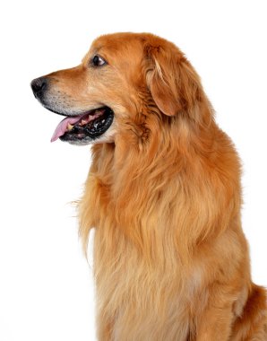 hovawart köpek