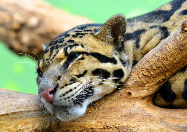 Leopardo nublado — Foto de Stock