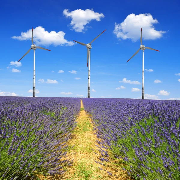 Campos de lavanda — Fotografia de Stock