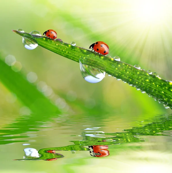 Tau auf grünem Gras und Marienkäfern — Stockfoto