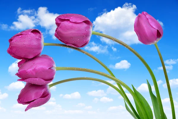 Orosený fialové tulipány — Stock fotografie