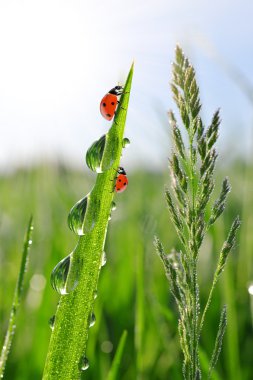 yeşil çim ve ladybirds üzerinde çiy