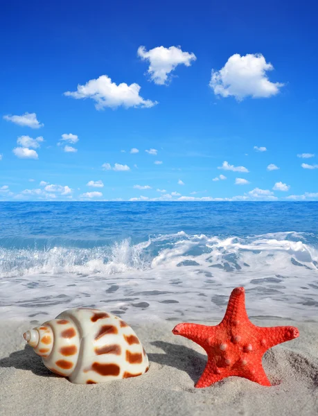 Conch skal med sjöstjärna — Stockfoto
