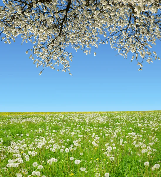 Frühlingslandschaft — Stockfoto