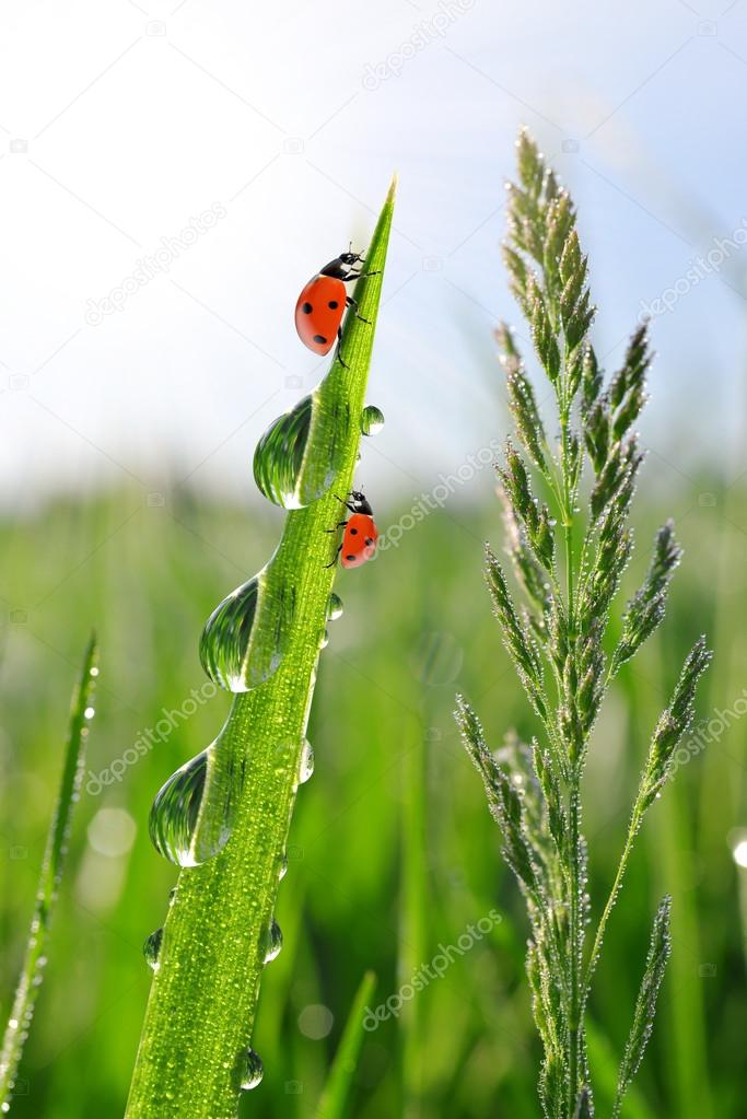 dew on green grass and ladybirds