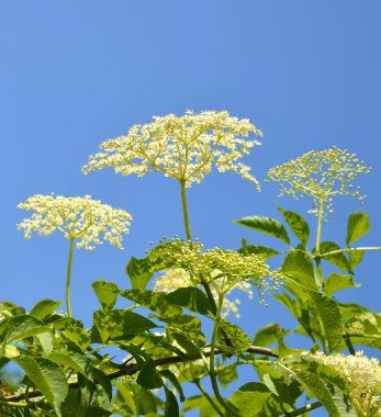 Çiçek açan elderflower
