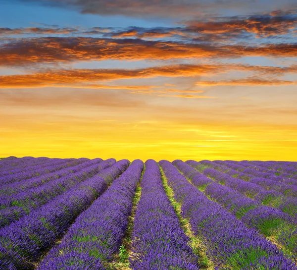 Campos de lavanda na Provença ao pôr do sol — Fotografia de Stock