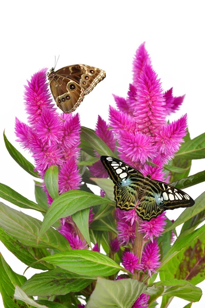 Cockscomb celosia spicata — Stock Photo, Image