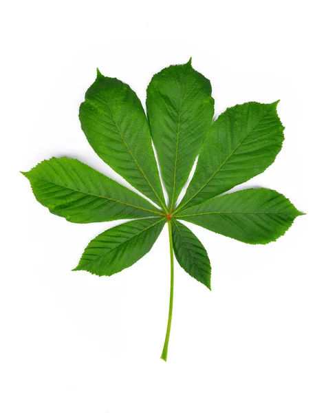 Зелений лист Каштан — стокове фото
