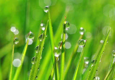 Taze yeşil çimen çiy ile portre damla.
