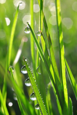 Çiy damlaları ile taze yeşil çimen