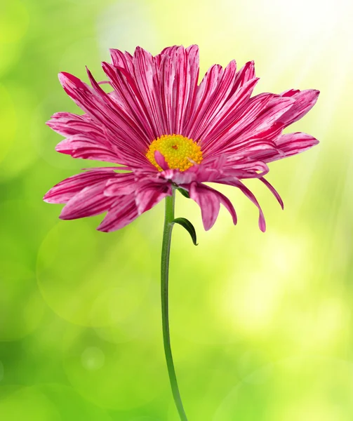 Flor de primavera púrpura — Foto de Stock