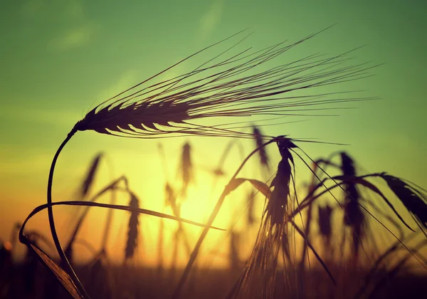 Campo de cebada en la puesta del sol — Foto de Stock